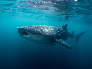 Fototapeta premium Whale shark in clear water cruising