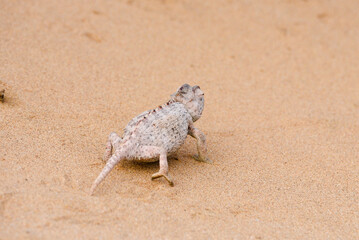Femal Namaqua chameleon turning pink on the sand