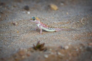 Close up view of a Namib sand gecko