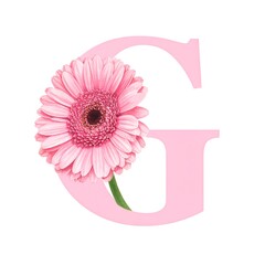 Delicate Pink Gerbera Daisy