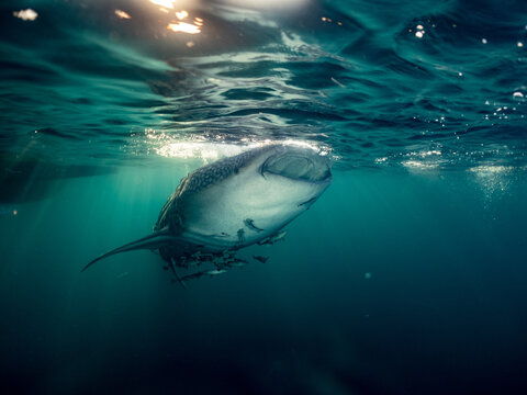 Whale shark swimming near surface with remoras and sunlight