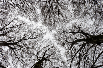 Bare tree branches silhouetted against overcast winter sky, revealing intricate network of dark limbs and muted atmospheric backdrop