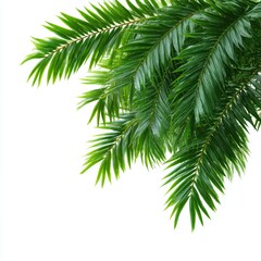 Palm leaves, lush and vibrant, showcasing intricate details, with fresh, green leaves