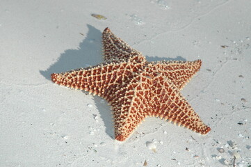 starfish on a  beach in Cuba
