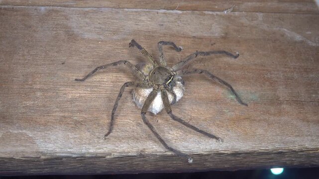 Night crabs on the waterfront of a village on the island of Bunaken in Indonesia