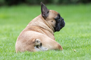 Relaxed Fawn French Bulldog Lying in Green Grass Pet Dog Photography