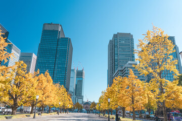 丸の内の高層ビル群と銀杏並木