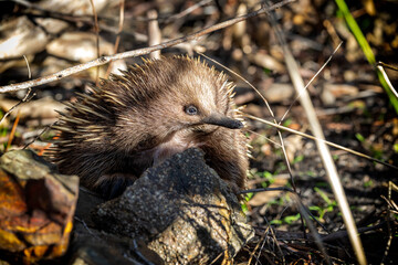 Echidnae in a forest in Australia on a sunny day. The animal is on the ground behind a small rock