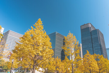 丸の内の高層ビル群と銀杏並木