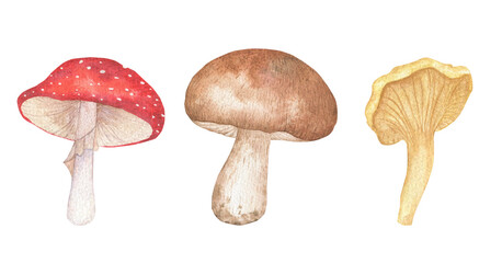 Hand-drawn watercolor mushrooms, a set of botanical illustrations with mushrooms