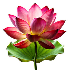 Fototapeta premium Vibrant pink and red lotus flower blooming majestically against a stark black background showcasing its delicate petals and lush green leaf