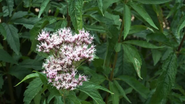 A close-up of a Hemp-Agrimony (Eupatorium cannabinum) flowering stem in full bloom. Delicate pinkish-purple flower clusters emerge from the plant's lush green foliage.