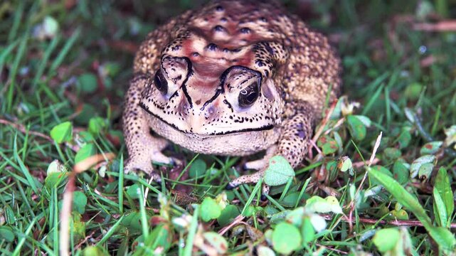 Asian common toad (Bufo melanostictus, Duttaphrynus melanostictus) in the rainforest of Bunaken Island, Sulawesi