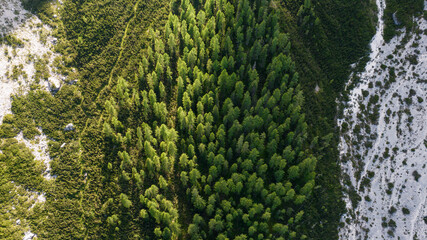 Aerial view of a dense green alpine forest surrounded by rocky white slopes in the Dolomites Italy