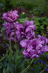 Blue Parrot Tulips in the Garden.
