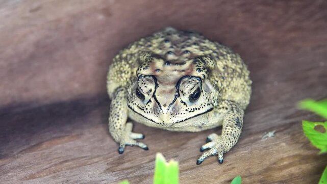 Asian common toad (Bufo melanostictus, Duttaphrynus melanostictus) in the rainforest of Bunaken Island, Sulawesi