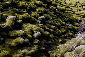 Lava field covered with green moss in Iceland.