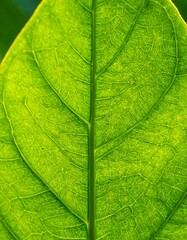 A close-up view of a vibrant green leaf, showcasing intricate vein patterns and a healthy, lush appearance.