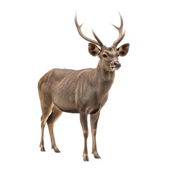 Deer stands facing forward showing its tan coat, ears, and antlers against the isolated background.