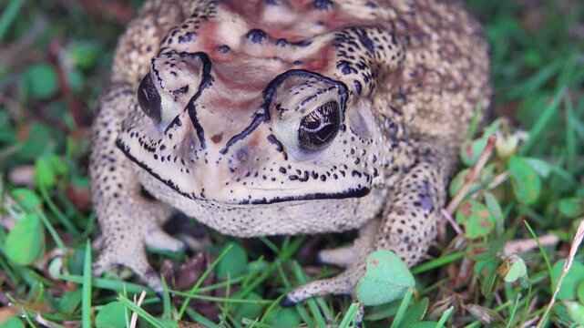 Asian common toad (Bufo melanostictus, Duttaphrynus melanostictus) in the rainforest of Bunaken Island, Sulawesi