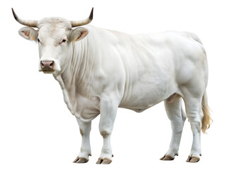 A full body shot of a white cow standing on a white background looking at the camera with horns visible