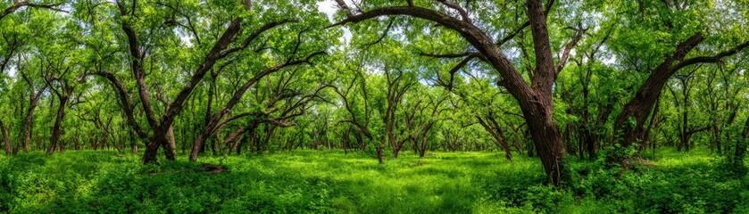 Fototapeta premium Lush green trees arching over a grassy woodland floor, creating a tranquil and verdant scene.