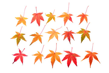 Collection autumn Japanese maple leaf isolated on white background. Flat lay, top view