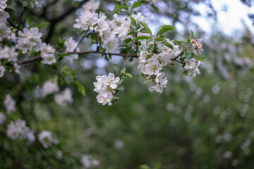 Apple tree blooming with white flowers in spring garden.