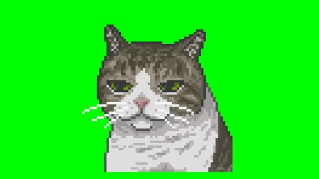 Bored cat, pixel art meme animation 
