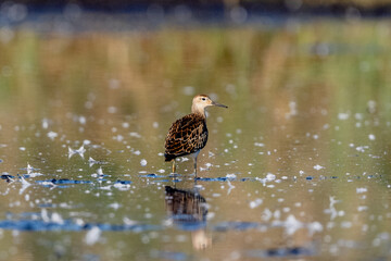 Young Ruff Walking Along The Riverbank