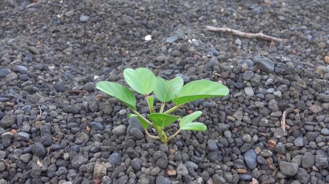 A black beach made of sea-rolled particles of pyroclastic material on a volcanic island. Ammophilous plant pioneering species on coast. Bunaken, Sulawesi Sea. Indonesia