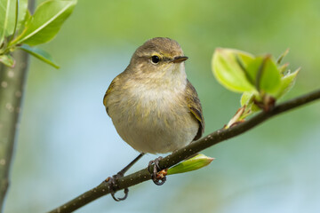Common Chiffchaff Sitting On Tree Branch Against A Blurred Background