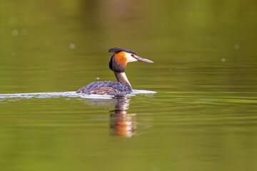 Great Crested Grebe Bird In A Forest Lake