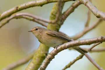 Common Chiffchaff Perched In Tree Against A Blurred Background