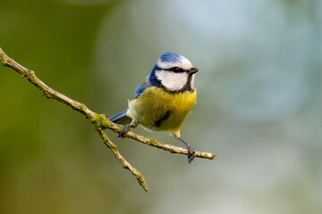 Obraz premium Eurasian Blue Tit Sitting On Tree With Blurred Background
