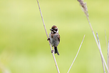 Female Reed Bunting Holds Insects In Beak To Feed Chicks