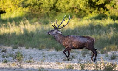 Young red deer stag looking for female scent in rutting season
