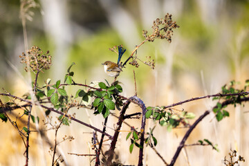 Immature young male super fairy wren on a branch on a sunny day in Australia