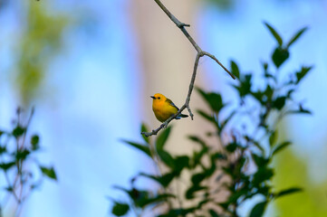 Prothonotary Warbler at Magee Marsh Wildlife Area, near Oak Harbor, Ohio.
