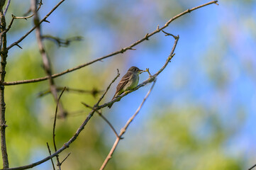 A Willow Flycatcher at Magee Marsh Wildlife Area, near Oak Harbor, Ohio.