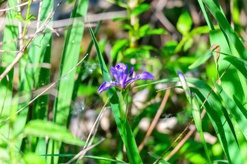 A Wild Iris Bloom at Magee Marsh Wildlife Area, near Oak Harbor, Ohio.