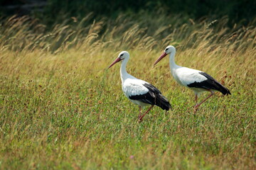 Pair of White Storks in Summer Meadow