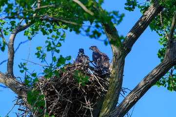 Young Bald Eagle Twins at Magee Marsh Wildlife Area, near Oak Harbor, Ohio.