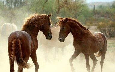 Obraz premium Wild Stallions Sparring in Desert 