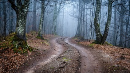 Naklejka premium Foggy forest path winding through trees, autumn leaves; mystical background, nature imagery