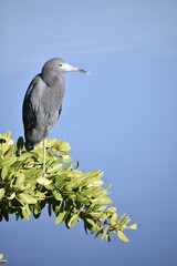 Blue Heron on Tree