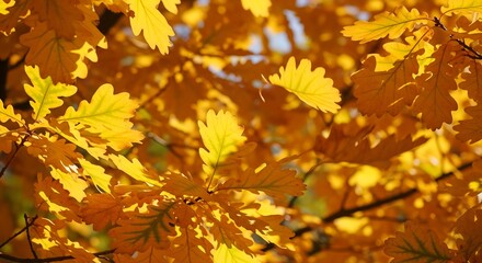 Obraz premium Golden Autumn Oak Leaves