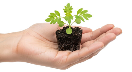 A hand gently holds a small green seedling with soil and visible roots against a white background.