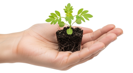 A hand gently holds a small green seedling with soil and visible roots against a white background.