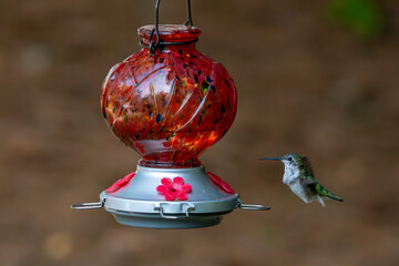 Hummingbird hovering near a red, nectar feeder.